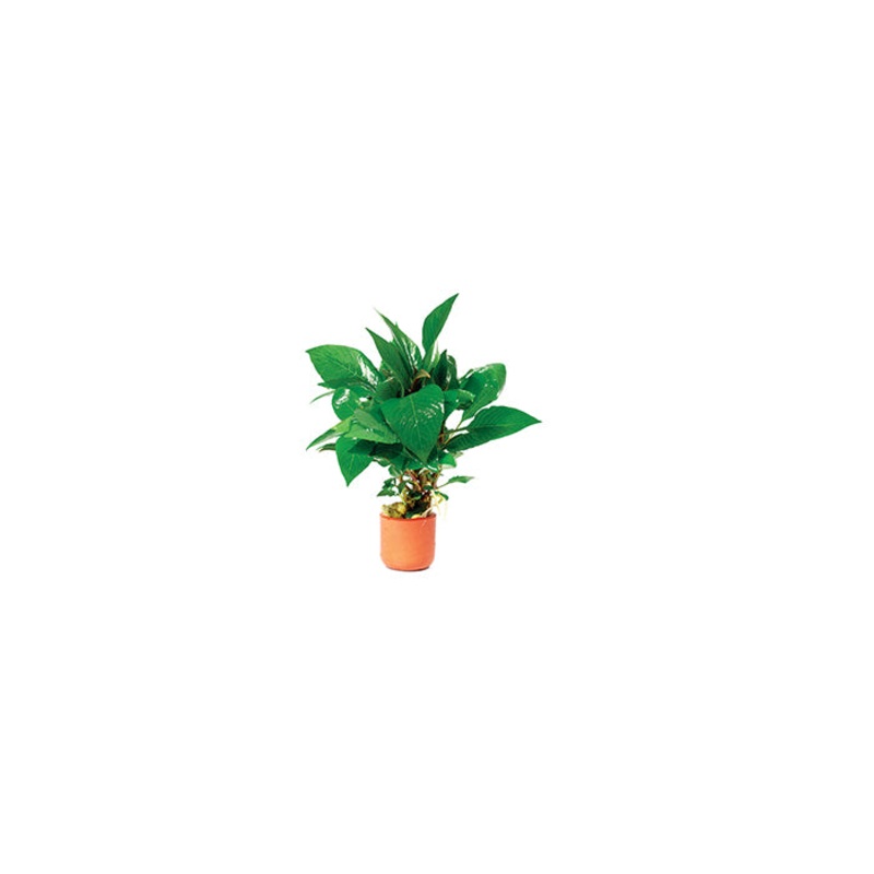 Hygrophila Corymbosa in Terracotta Pot