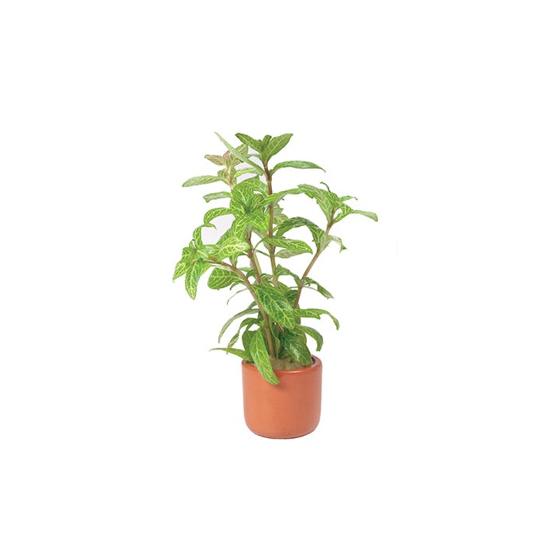 Hygrophila Pisces in Terracotta Pot