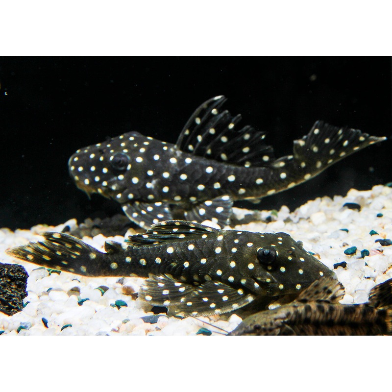 Hypancistrus Sp. L201 (Orinoco angel pleco) - ADULT BREEDING COLONY