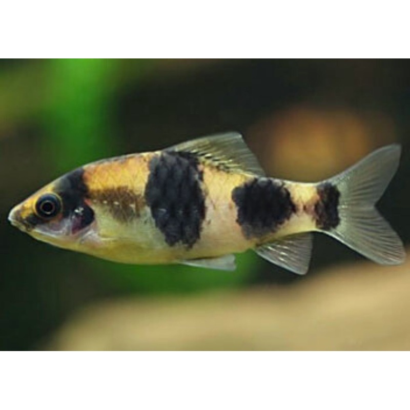 Indian Melon Barb