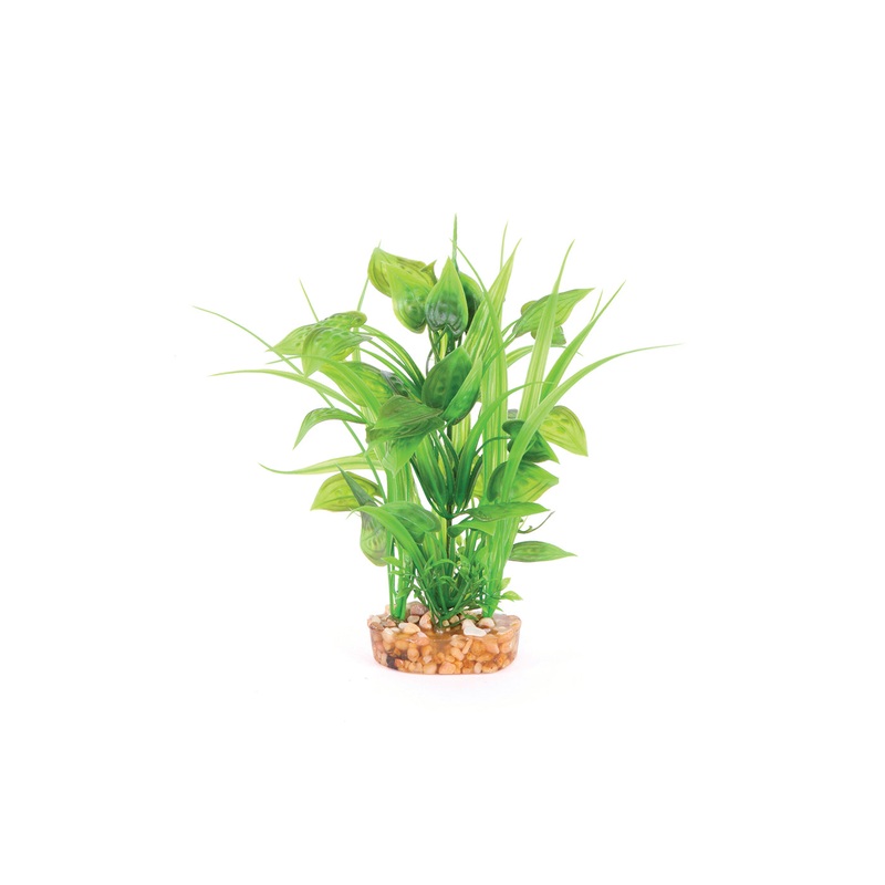 Kazoo Thin Leaf With Spot Flower Combination Plant