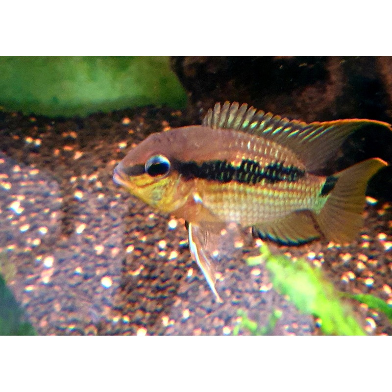 Krobia Sp. Oyapok