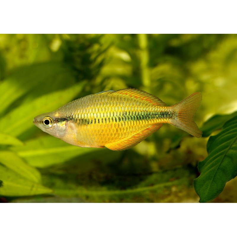 Lake Tebera Rainbowfish