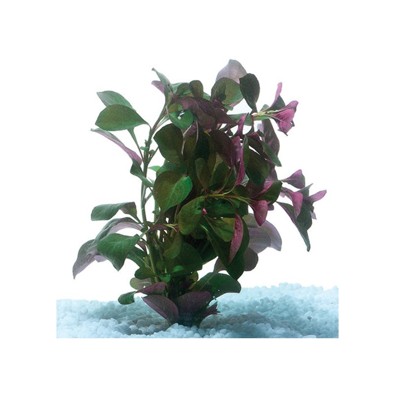 Ludwigia