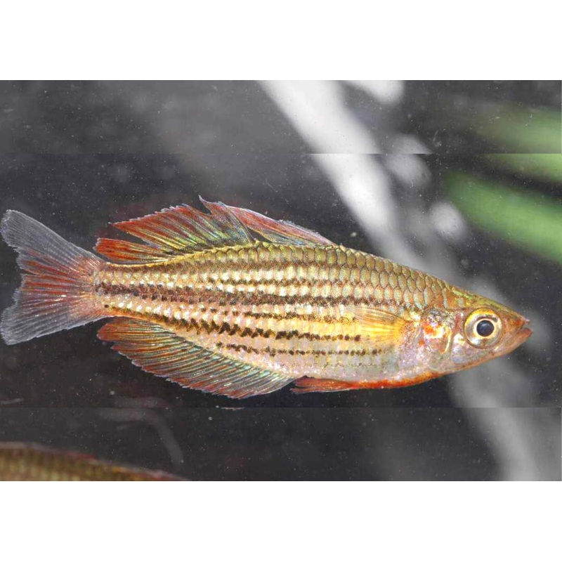 Mccullochs Rainbowfish - Cairns