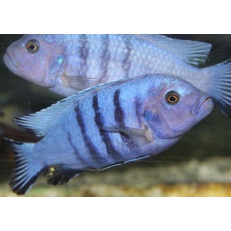 Metriaclima Pulpican