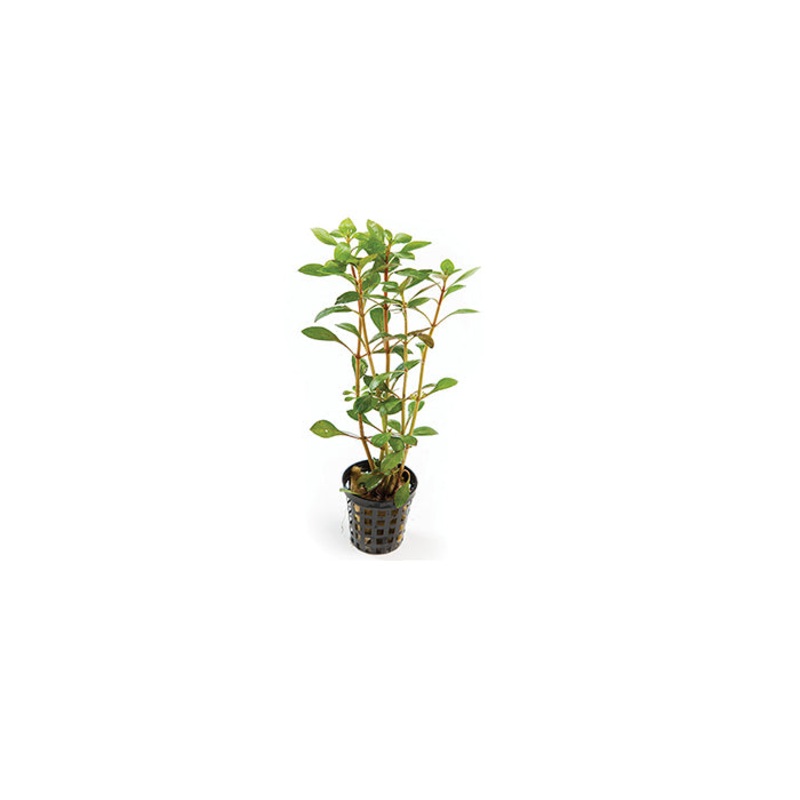 Narrow Lugwida in Mesh Pot