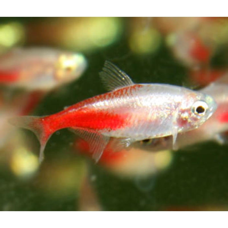 Neon Tetra - Rosy
