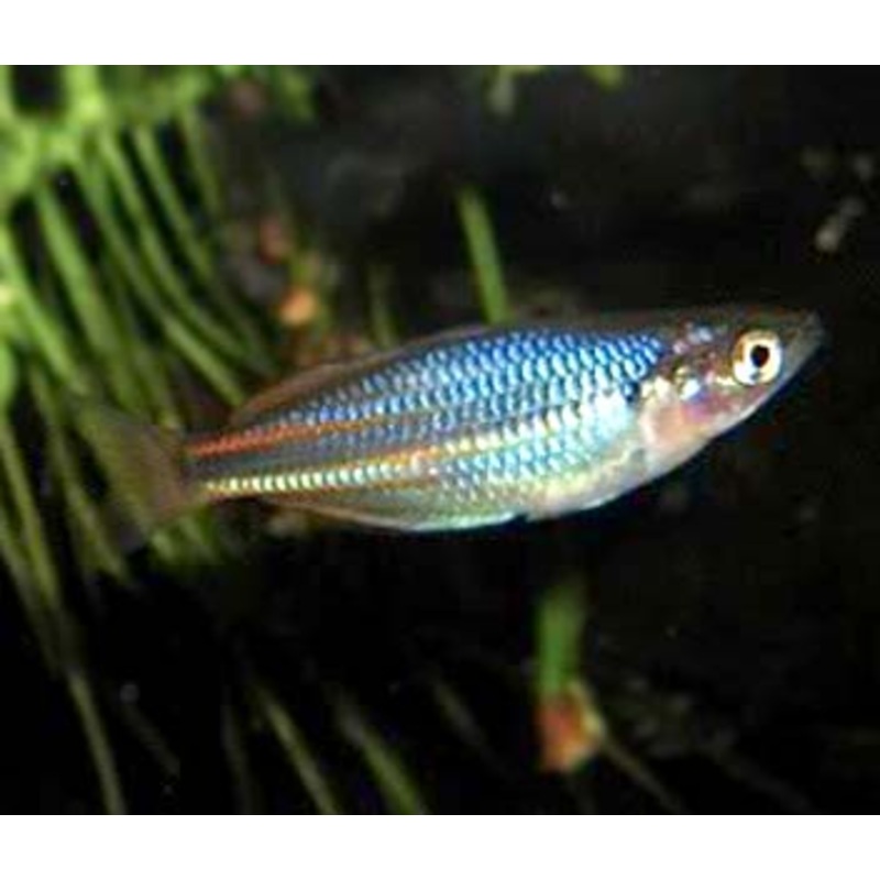 Pagwi Rainbowfish