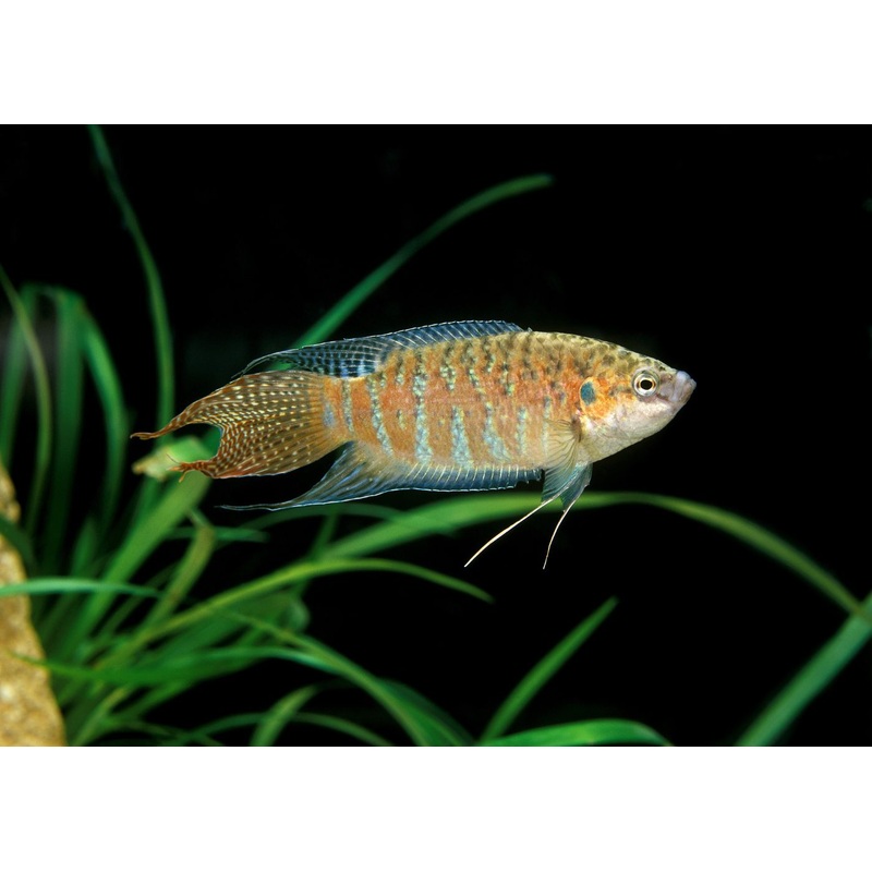 Paradise Fish