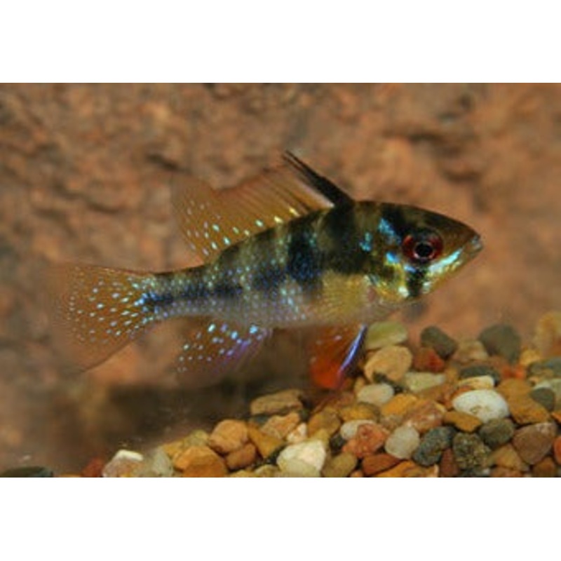 Ramirezi - Blue Ram - German