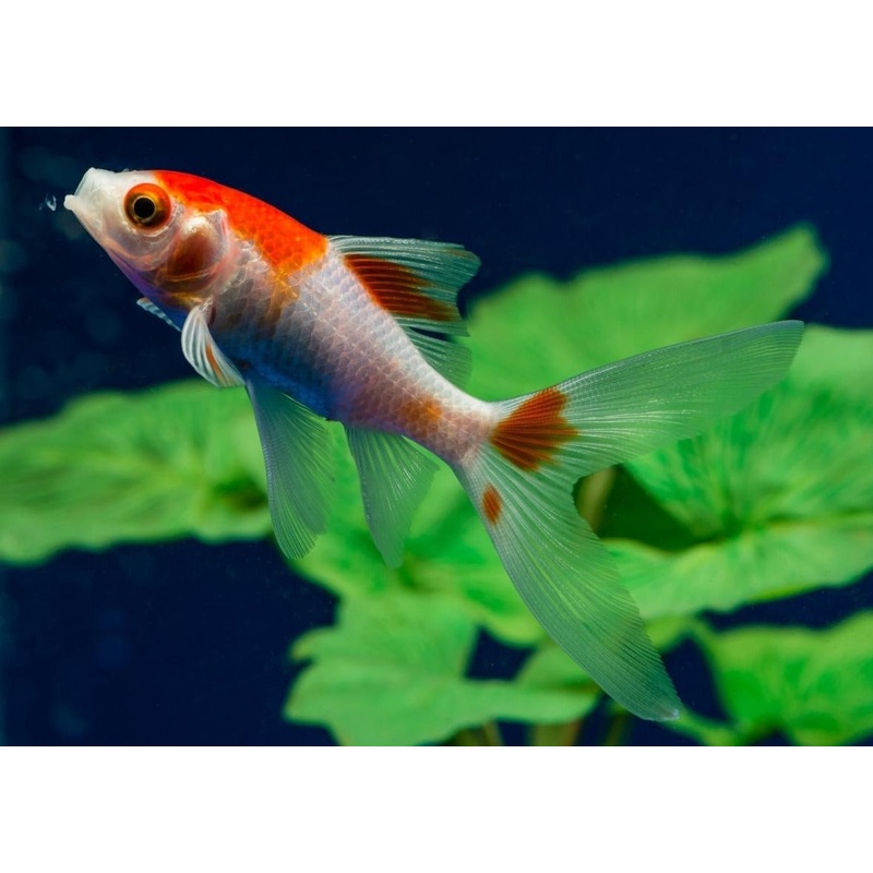Red and White Comet - Special 5 for $30