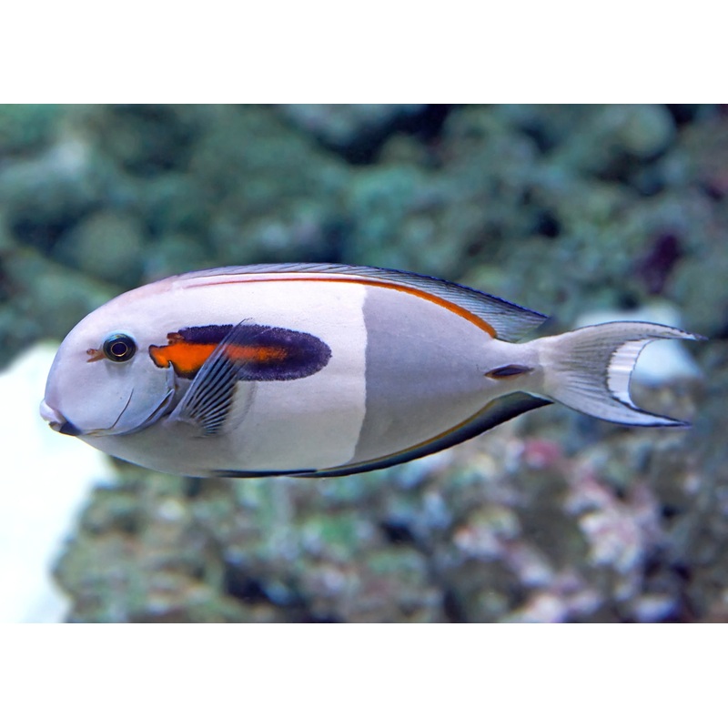 Tang - Olivaceus