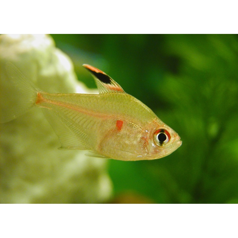 Tetra Bleeding Heart Erythrostigma Special 4 for $100