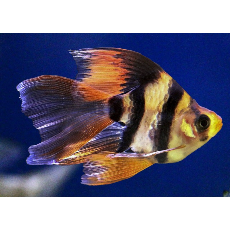 Tiger Barb - Longfin