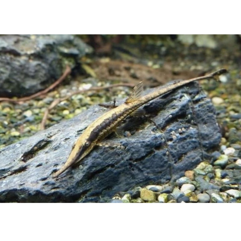 Whiptail Catfish - Royal