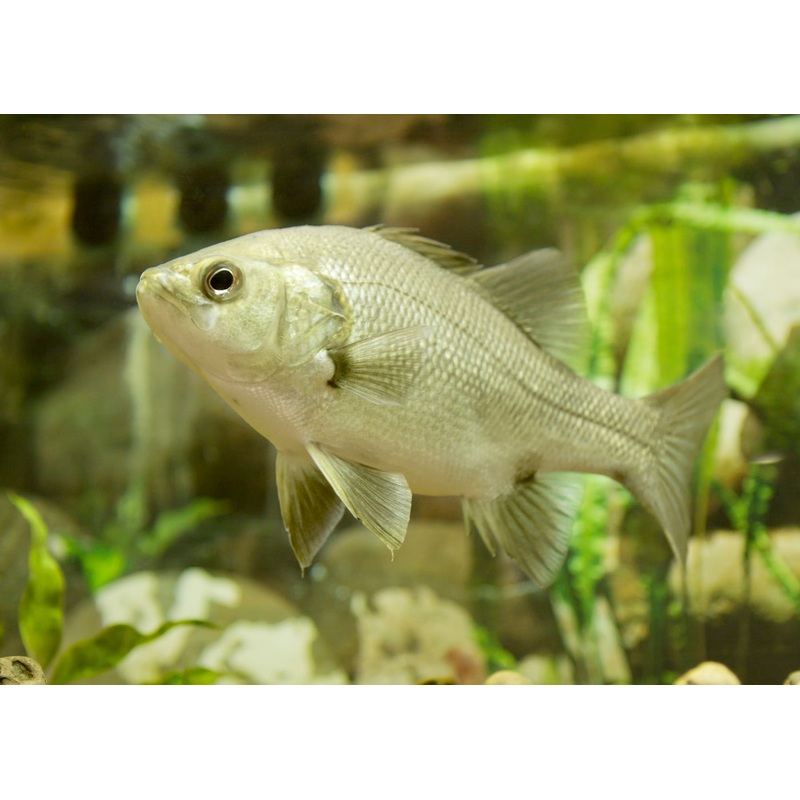 Australian Bass