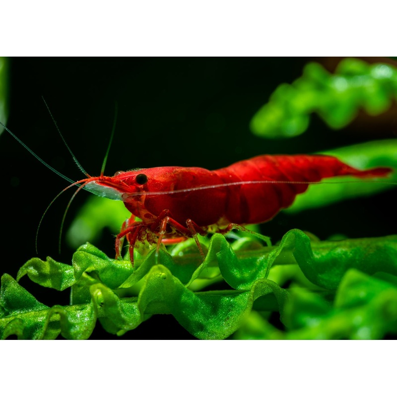 Cherry Shrimp - Fire Red