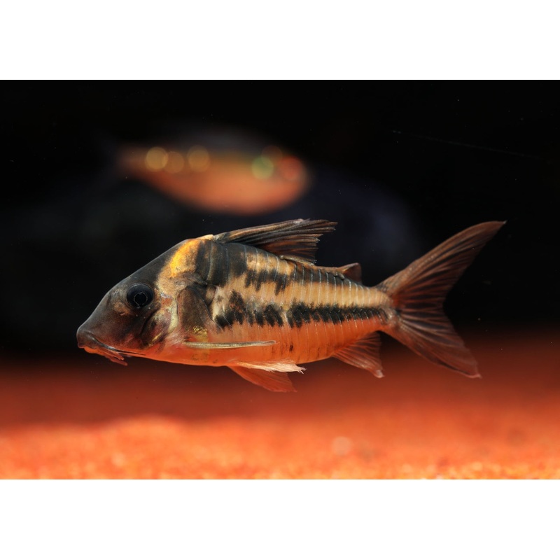 Corydoras CW127 - Super Parallelus Cory