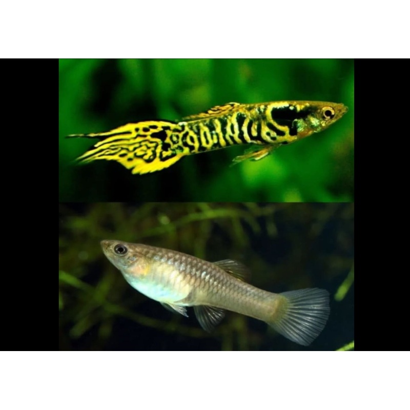 Endler Guppy - Yellow Tiger