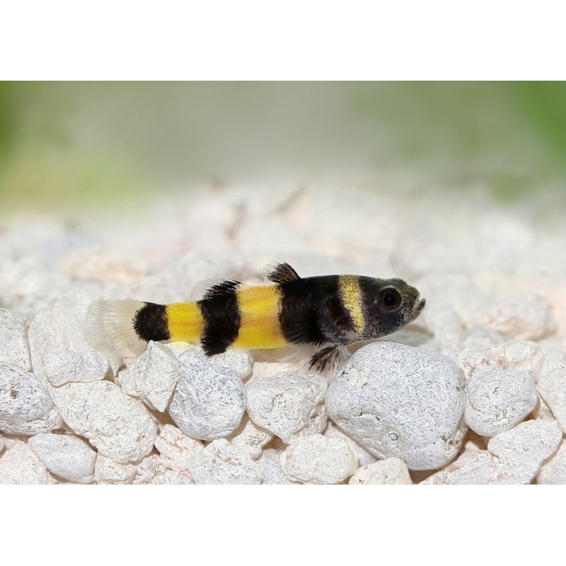 Goby - Dwarf Freshwater Bumble Bee