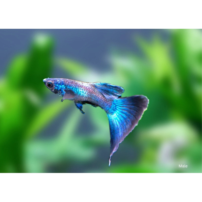 Guppy - Blue Moscow Pair