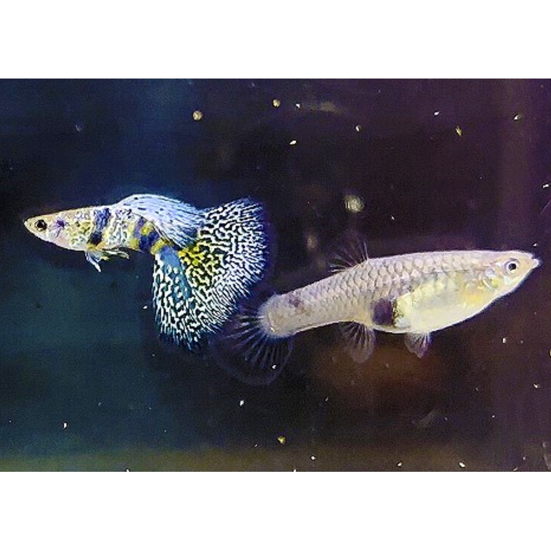Guppy - Blue Tiger Pair