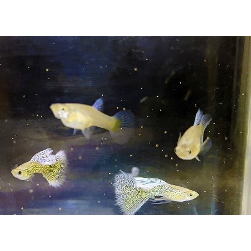 Guppy - Lavender Lace Pair
