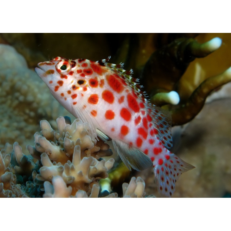Hawkfish - Pixie