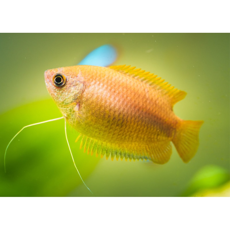 Honey Gourami