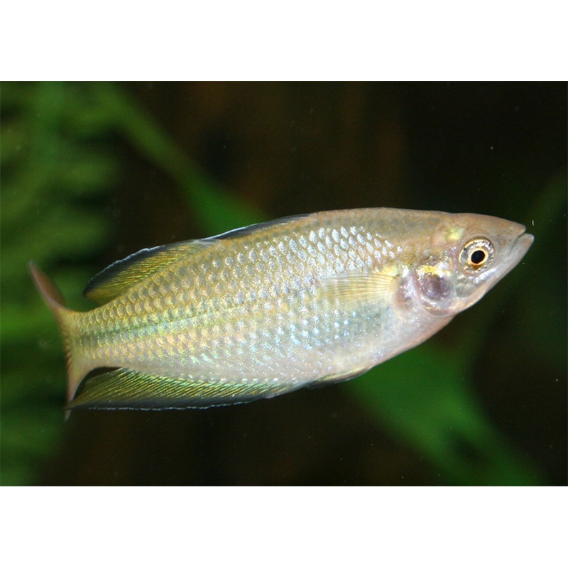 Murray River Rainbowfish