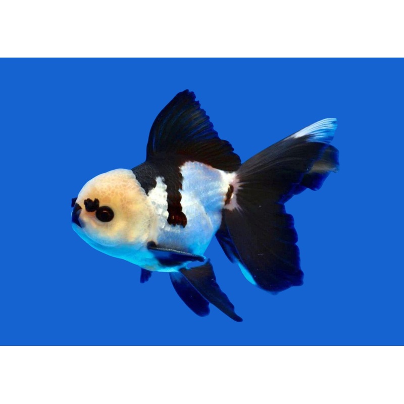 Panda Oranda