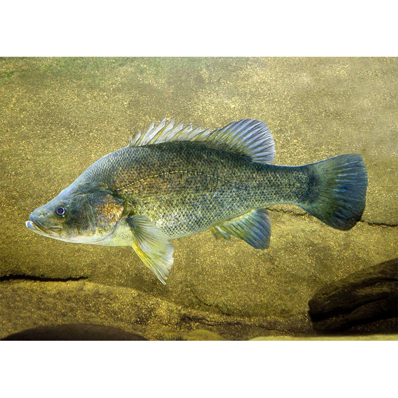 Perch Golden