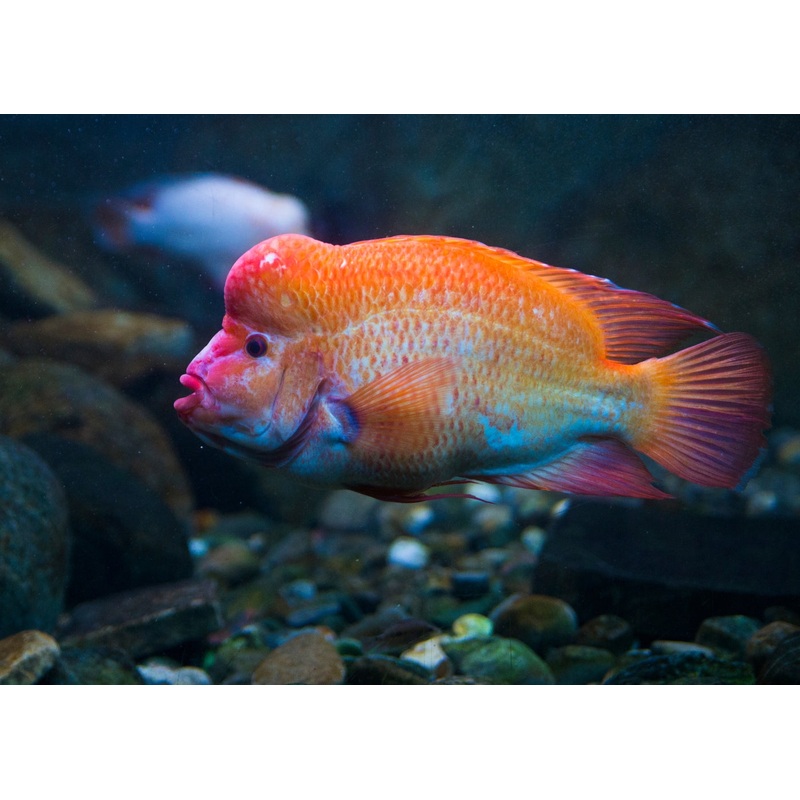Red Devil - Special 4 for $80