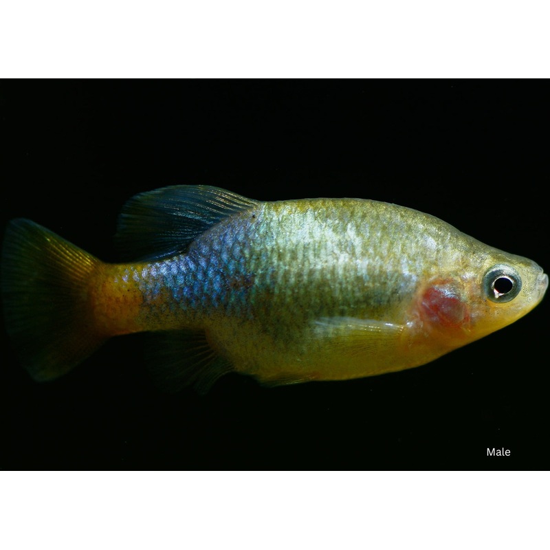 Red Tail Goodeid