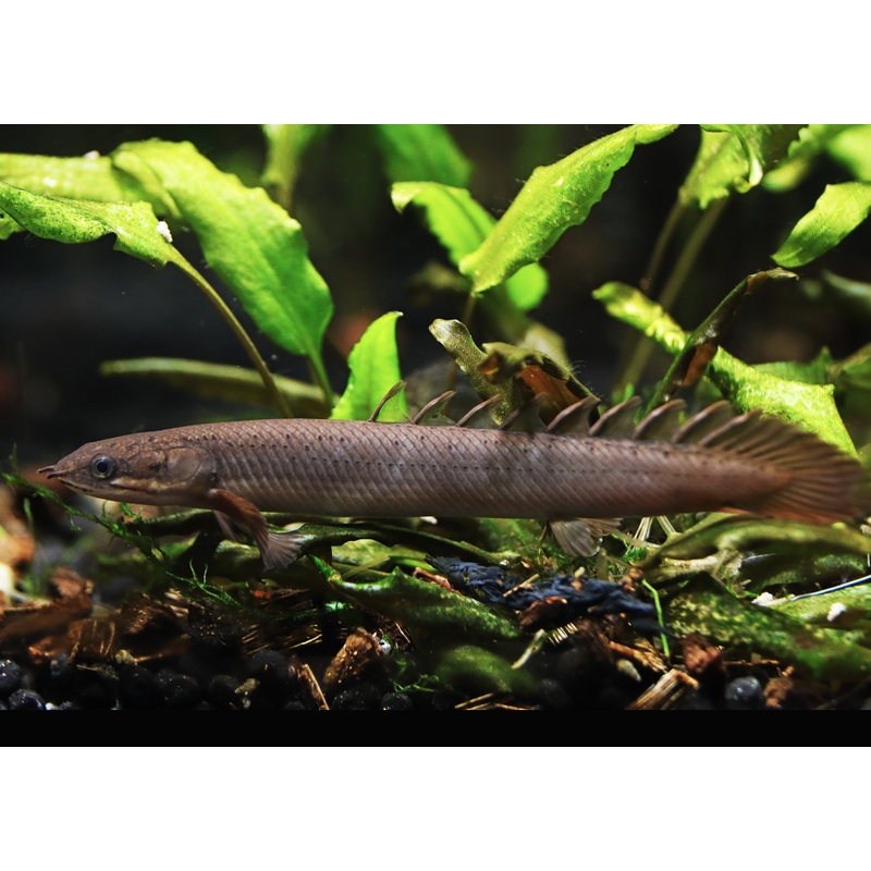 Senegal Bichir - Polypterus Senegalus - Special 2 for $475