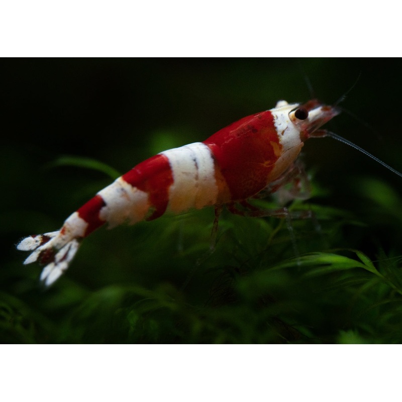 Shrimp - Wine Red