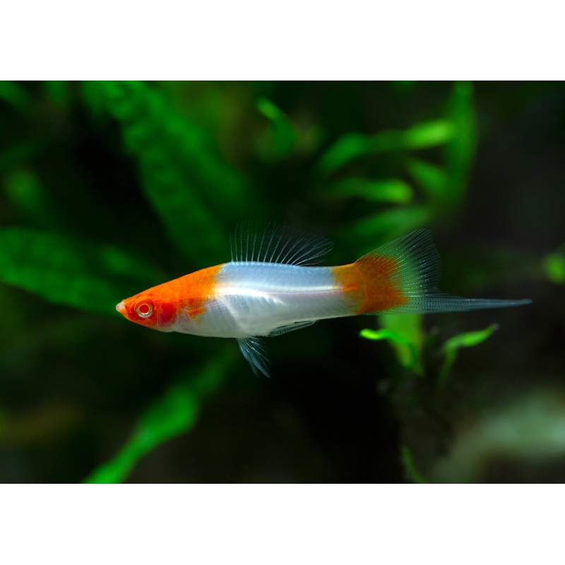 Swordtail Koi Red And White (Kohaku)