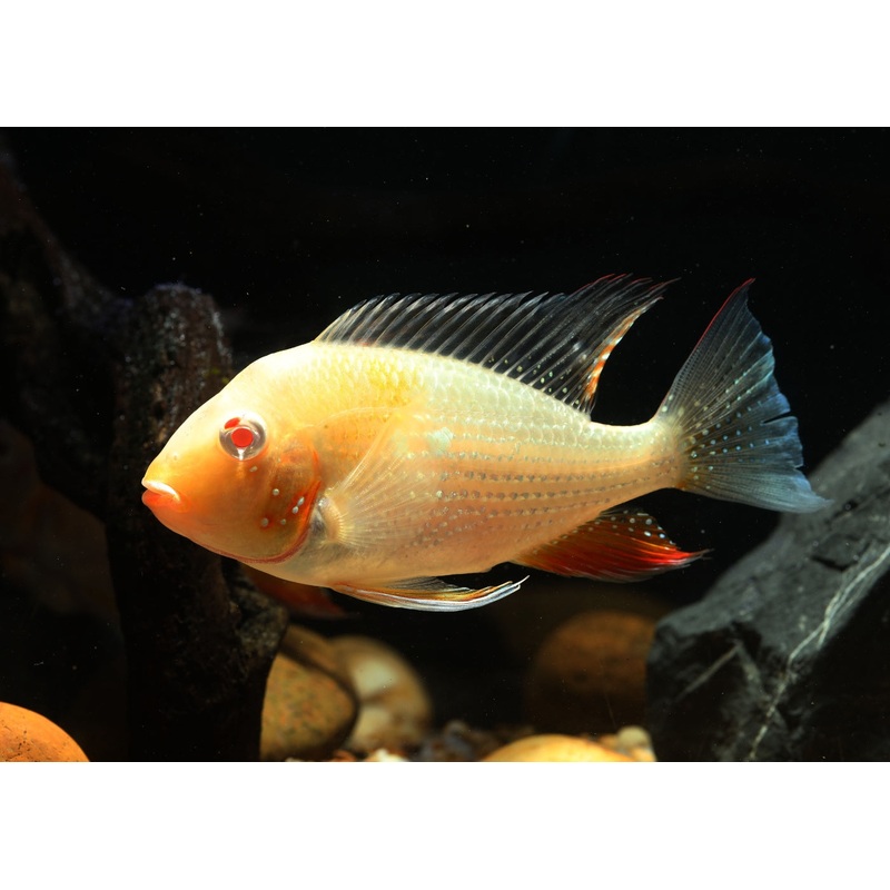 Thread Finned Acara - Heckelli - ALBINO