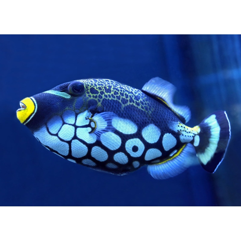 Trigger Fish - Clown