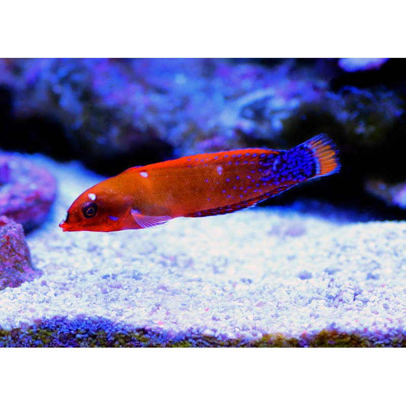 Wrasse - Red Coris Adult