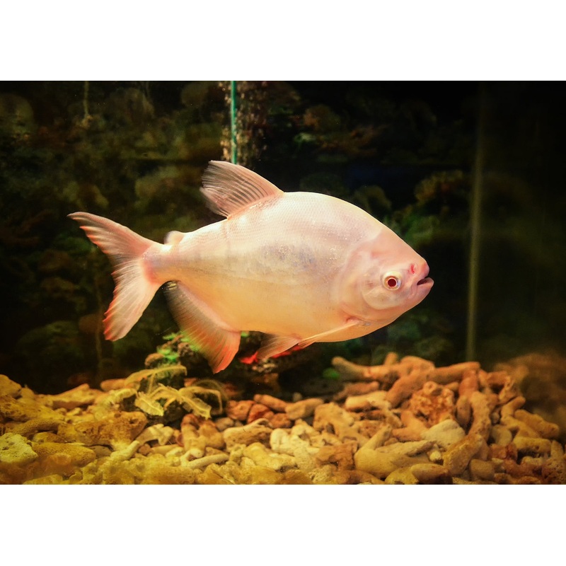 Albino - Red Bellied Pacu