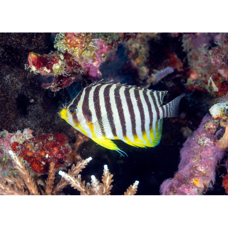 Angelfish - Banded Pygmy