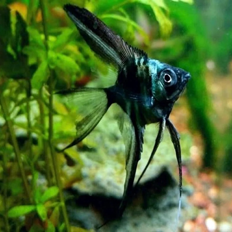 Angelfish - Green Avatar
