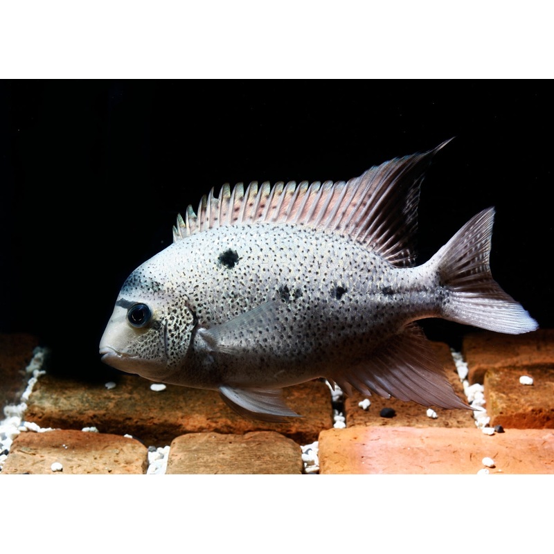 Argentea Cichlid - Maskaheros Vieja argentea