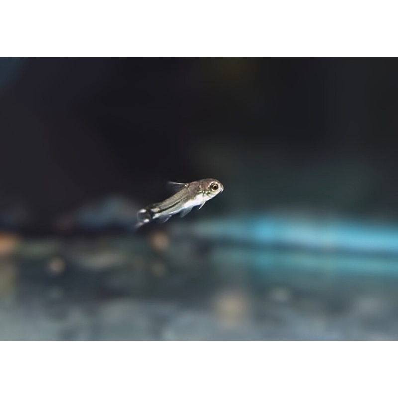Corydoras Hastatus
