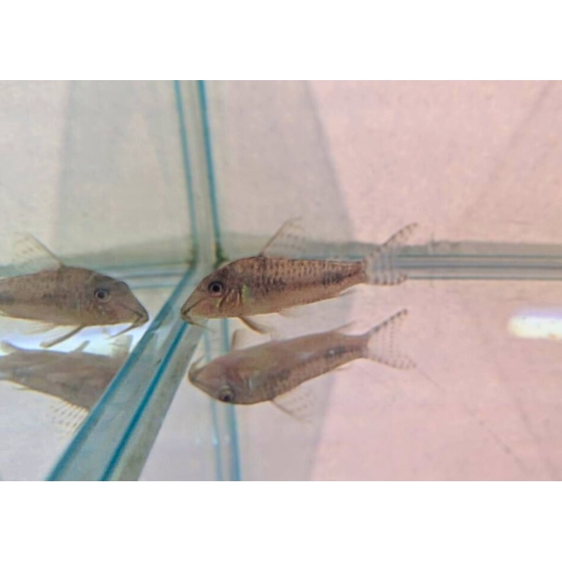 Corydoras Peruensis