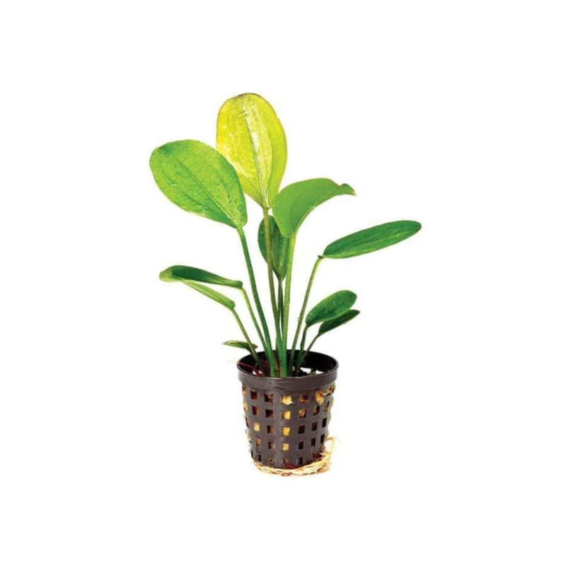 Echinodorus - Red October 5cm Pot