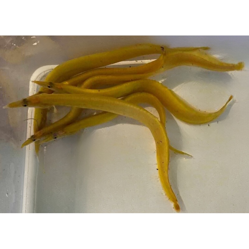 Golden Fire Eel - Xanthic