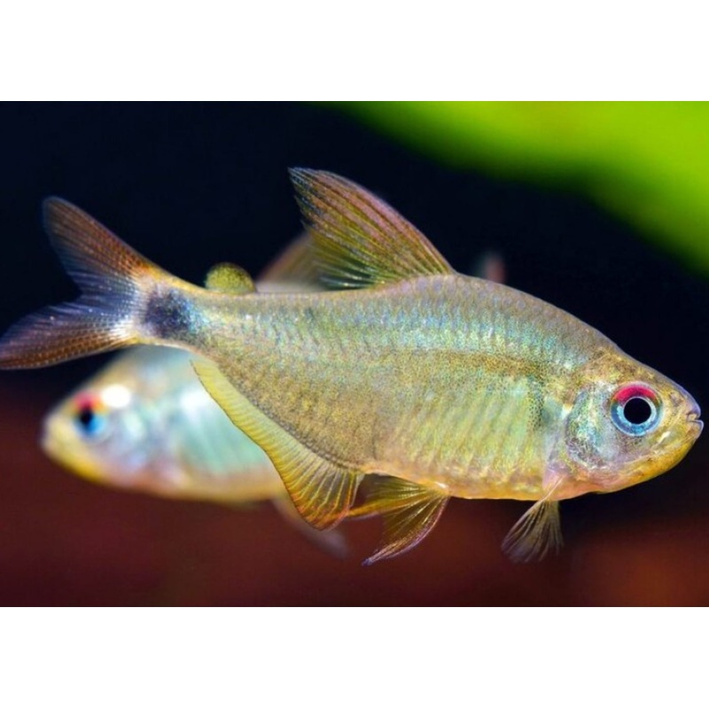 Kitty Tetra